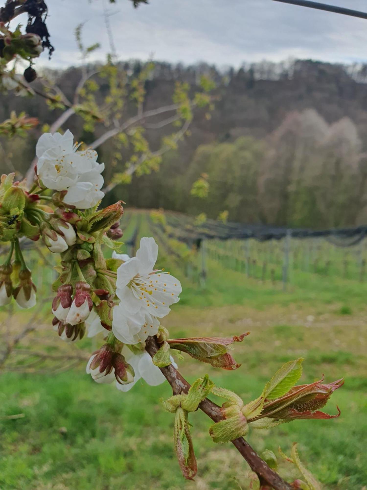 ライプニッツWeingut Puglアパートメント エクステリア 写真
